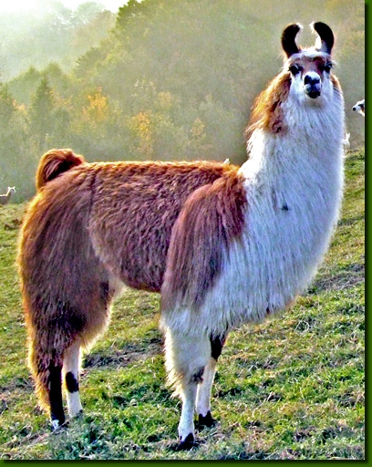 LamastutenMandragora01