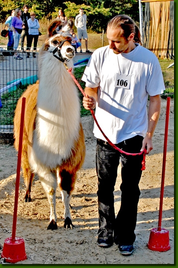 LamastutenMandragora02