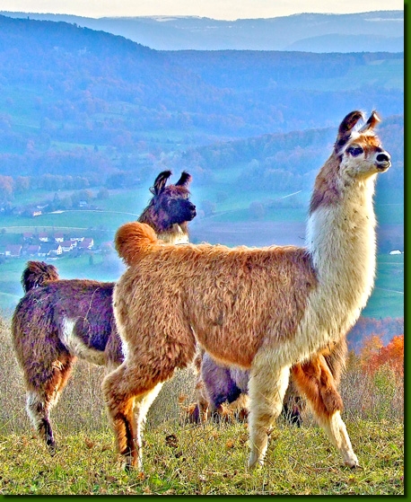 LamastutenMandragora001