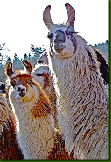 LamastutenMandragoraMiran