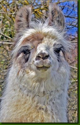 LamastutenMariposaP01