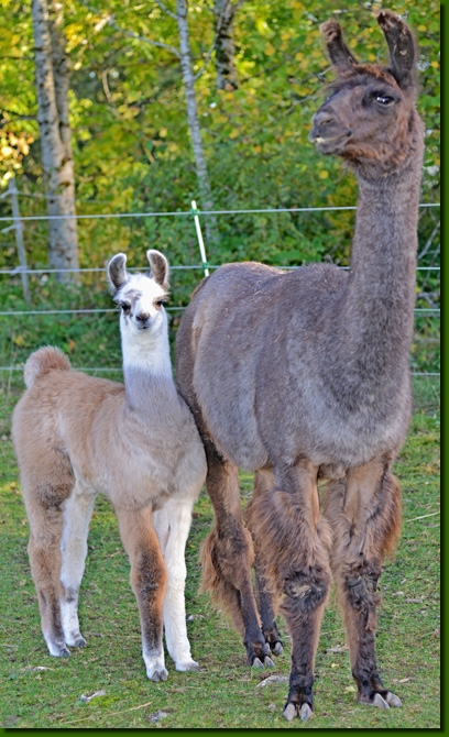 LamastutenMariposaM01