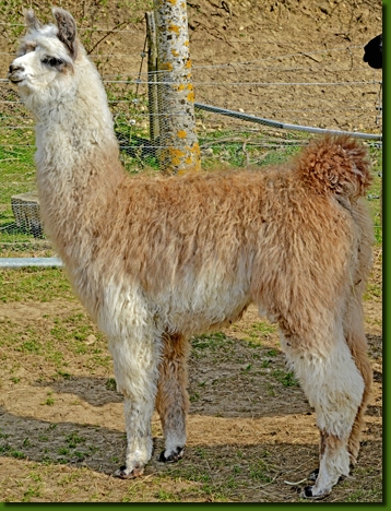 LamastutenMariposa00a