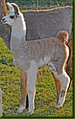 LamastutenMariposa00c