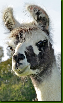 LamastutenMarisolP01