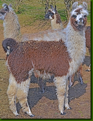 LamastutenMarisol00b