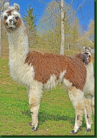 LamastutenMarisol00a