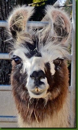 LamastutenMarisolP02