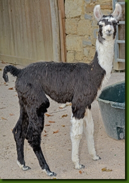 LamastutenMarisolC01