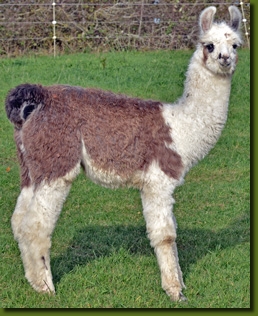 LamastutenMarisolC02