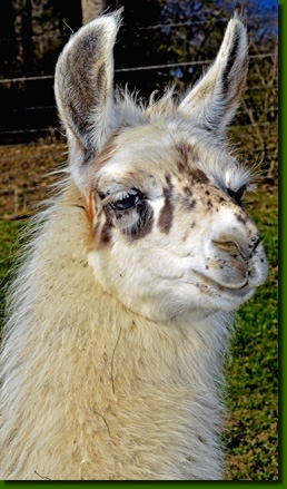 LamastutenMarlenaP02