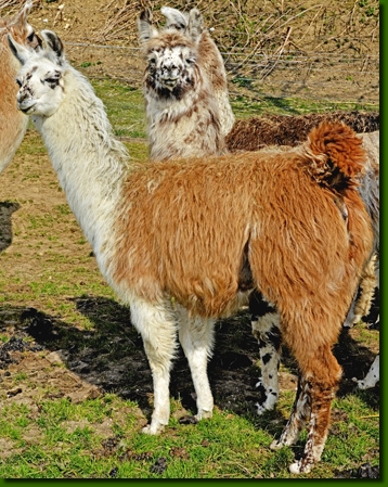 LamastutenMarlena00a