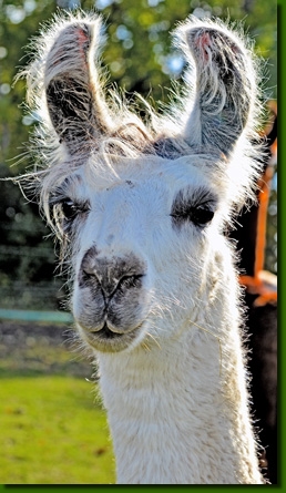 LamastutenMarlenaP01