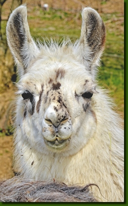 LamastutenMarlenaP03