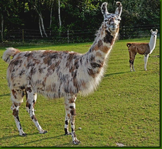 LamastutenMarlenaM01