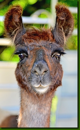 LamastutenMarushkaP01