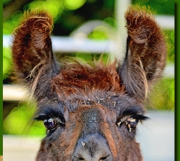 LamastutenMarushka01