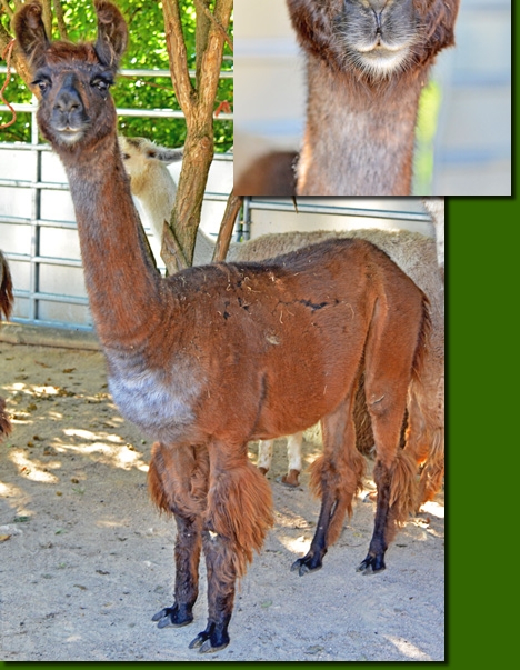 LamastutenMarushka01