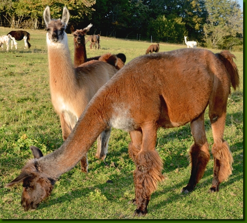 LamastutenMarushka05