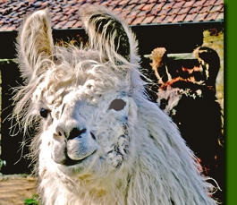 LamastutenMathilda01