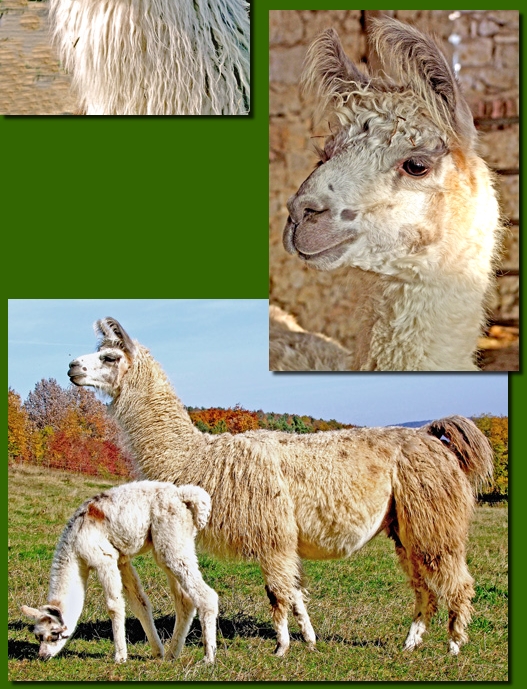 LamastutenMathilda01