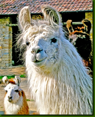 LamastutenMathildaP3