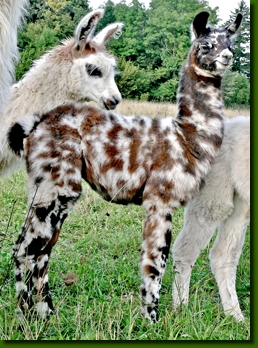 LamastutenMimikry000