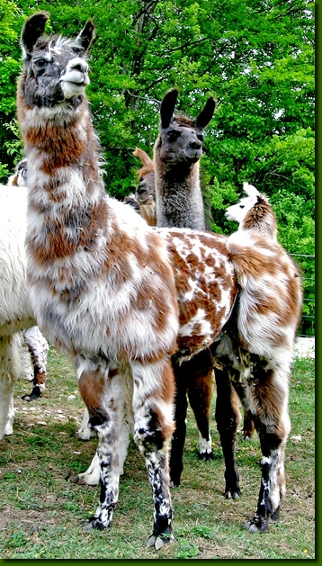 LamastutenMimikry001