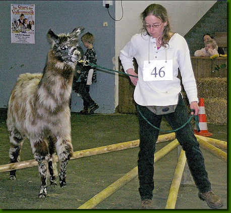 LamastutenMimikry002