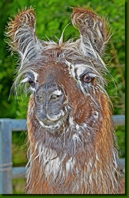 LamastutenMirabellaP01