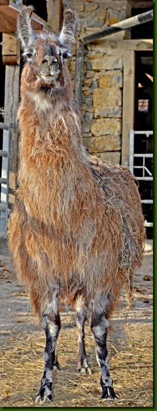 LamastutenMirabella05