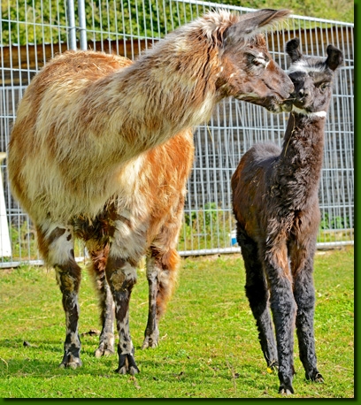 LamastutenMirabella01