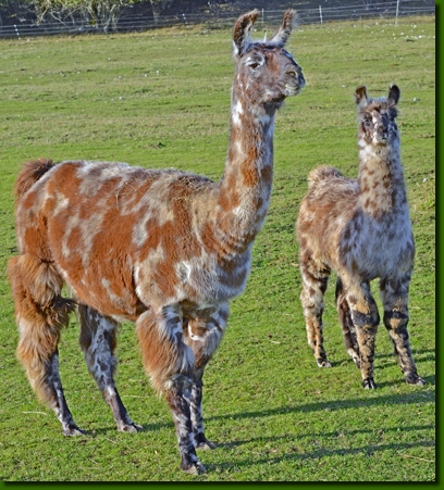 LamastutenMirabella02