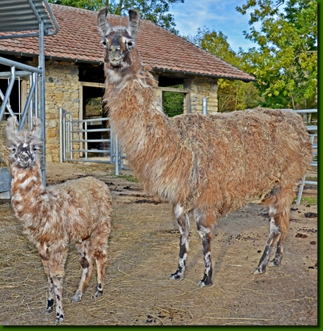 LamastutenMirabella03