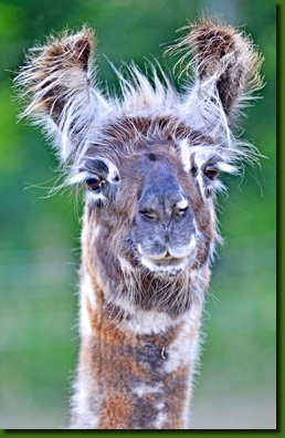 LamastutenMirabellaP02