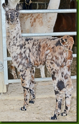 LamastutenMirabellaC02