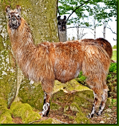 LamastutenMirabella00