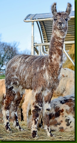 LamastutenMirabellaC01