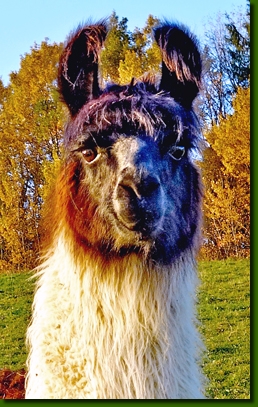 LamastutenMochikitaP1