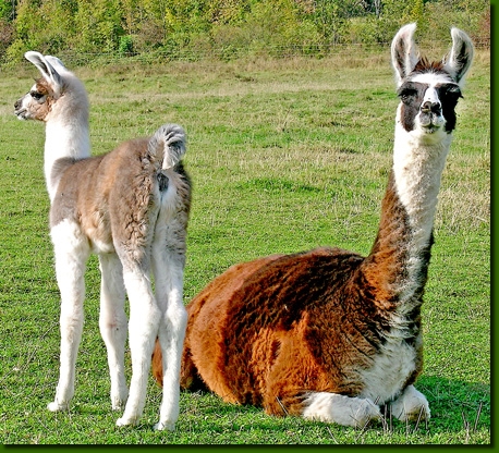 LamastutenMoscaTouwa