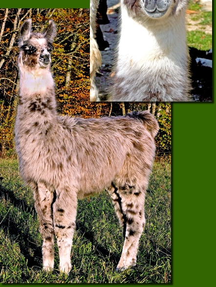 LamastutenPandava00g