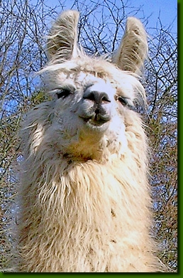 LamastutenSandamerP1