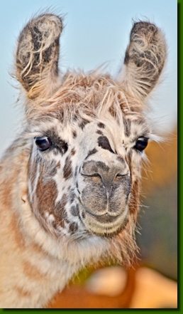 LamastutenSandrinaP02