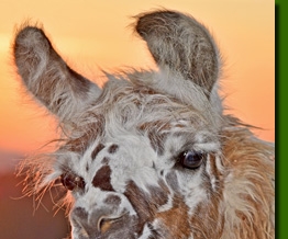 LamastutenSandrina02