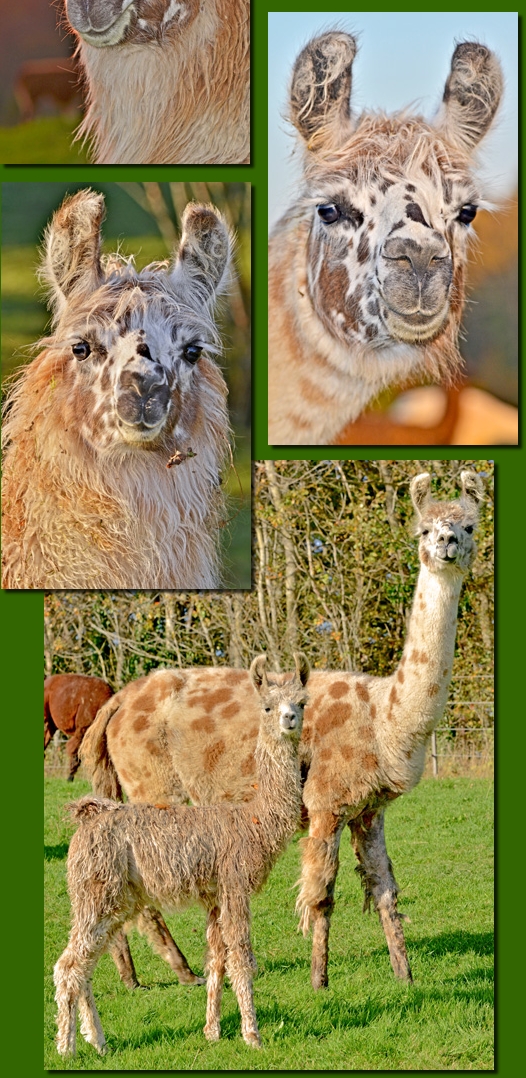 LamastutenSandrina02