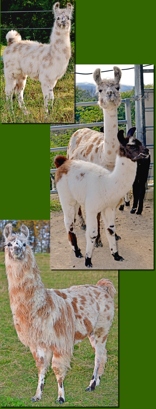 LamastutenSandrina03