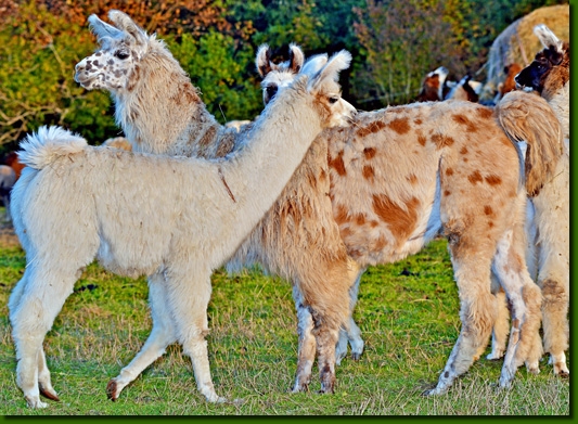 LamastutenSandrina01