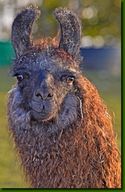 LamastutenTapiokaP01