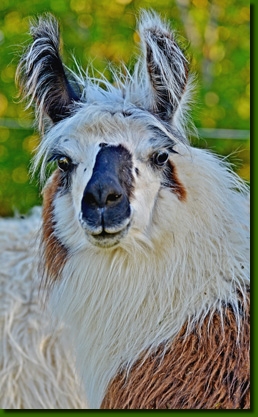 LamastutenTatonkaP01