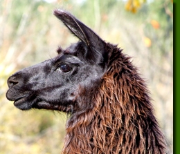 LamastutenVisvirita01